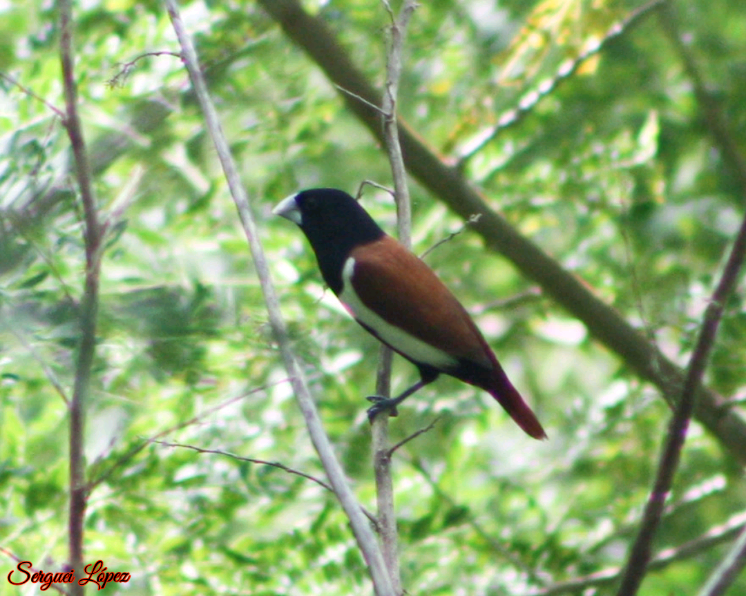 Tricolored Munia - ML620890084