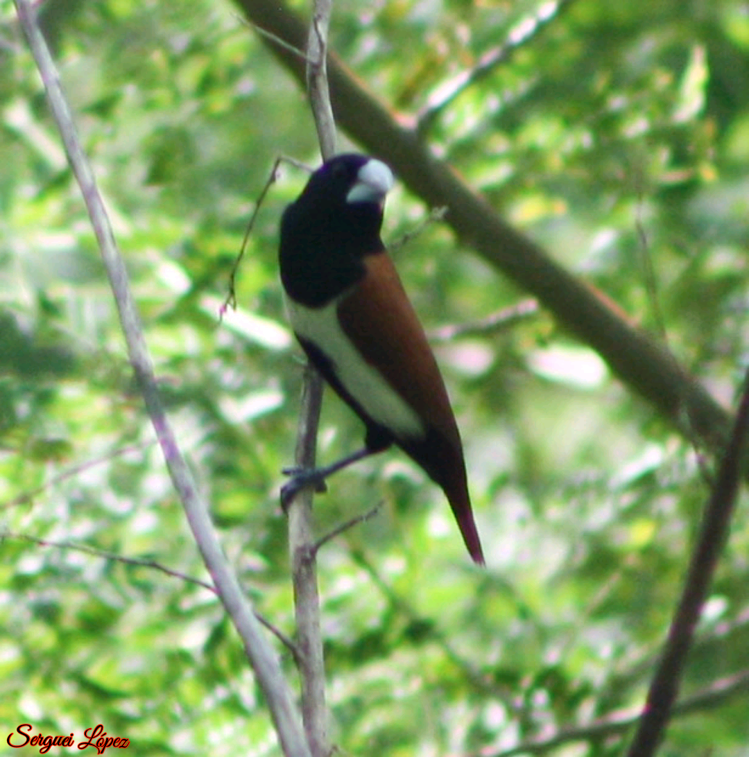 Tricolored Munia - ML620890085