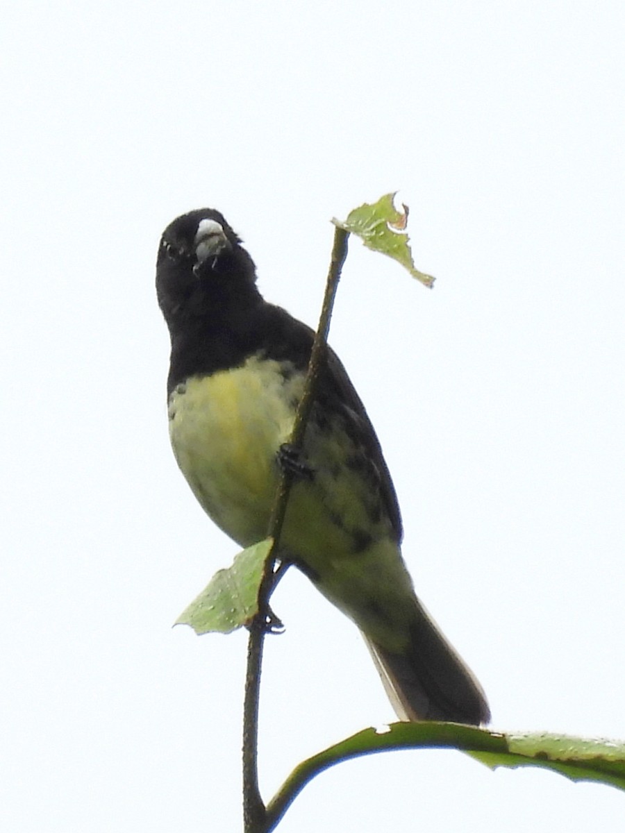 Yellow-bellied Seedeater - ML620890087