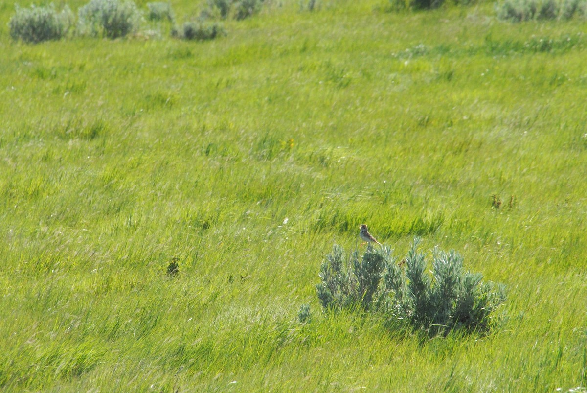 Baird's Sparrow - ML620890088