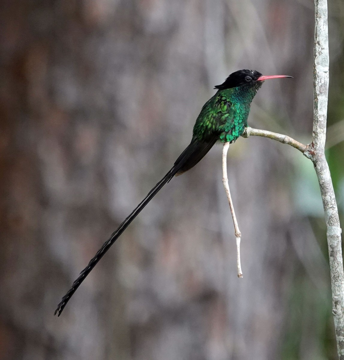 Colibrí Portacintas (piquirrojo) - ML620890089