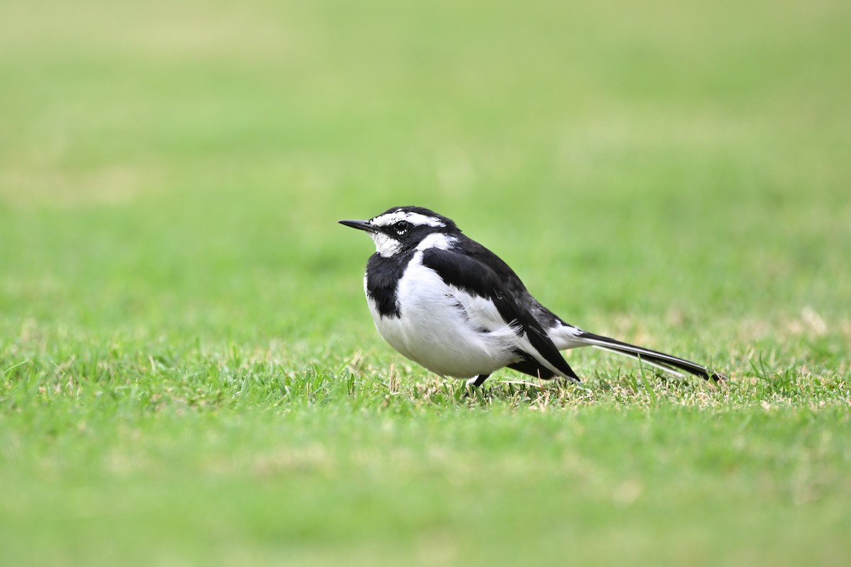 African Pied Wagtail - ML620890090