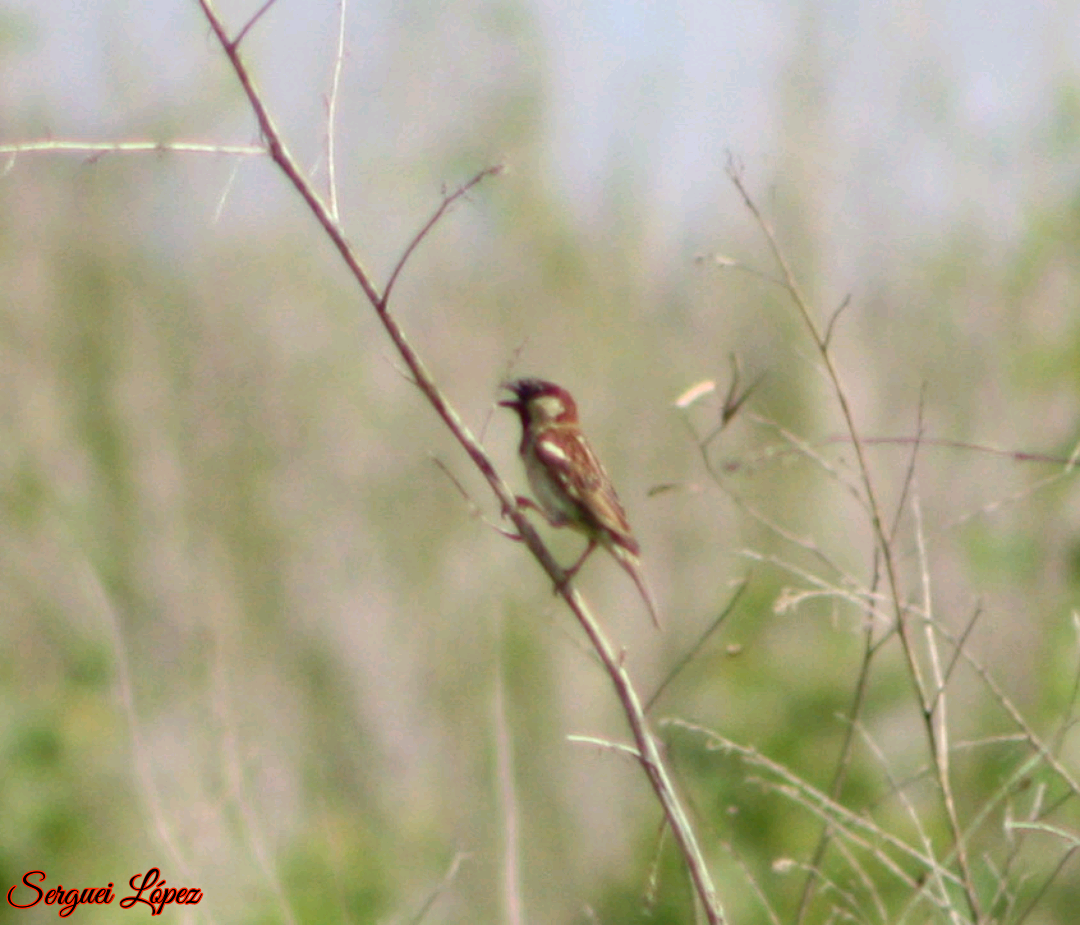 House Sparrow - ML620890093