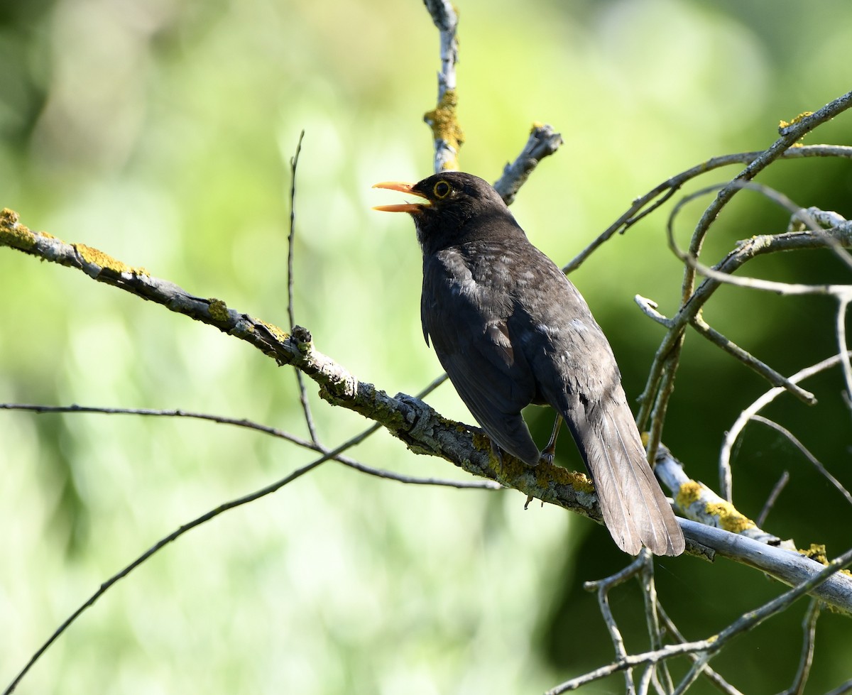 Eurasian Blackbird - ML620890098