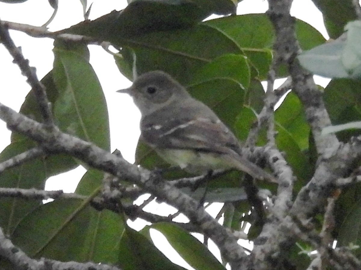 Yellow-bellied Elaenia - ML620890100