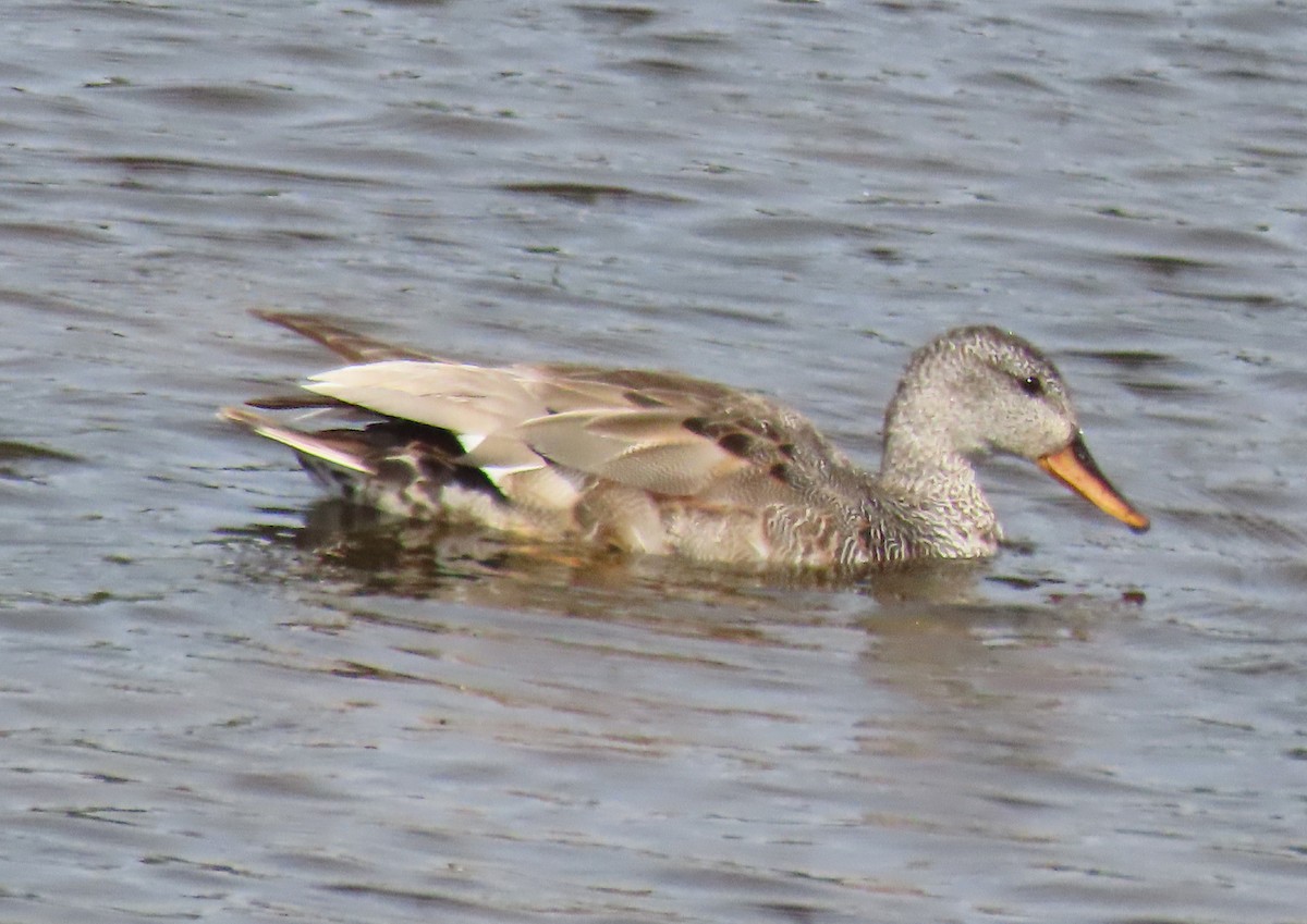 Gadwall - ML620890102