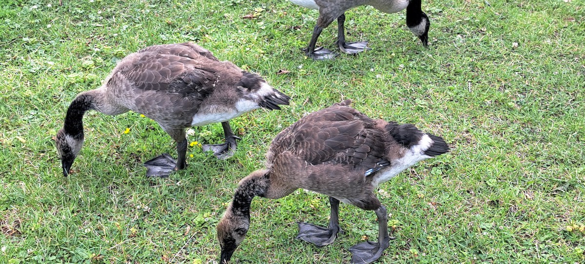 Canada Goose - ML620890104