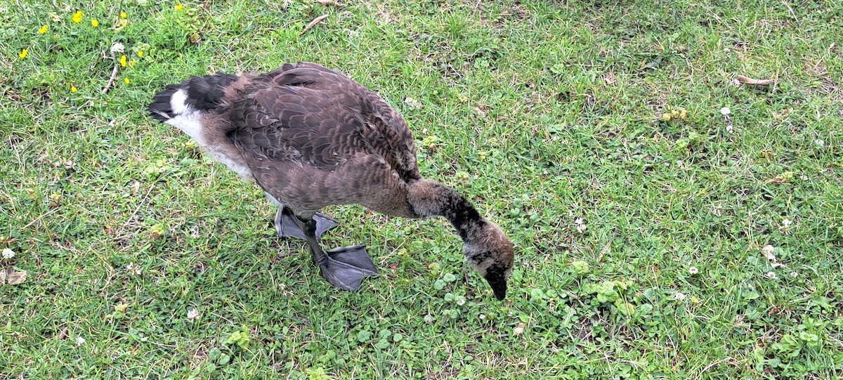 Canada Goose - ML620890105