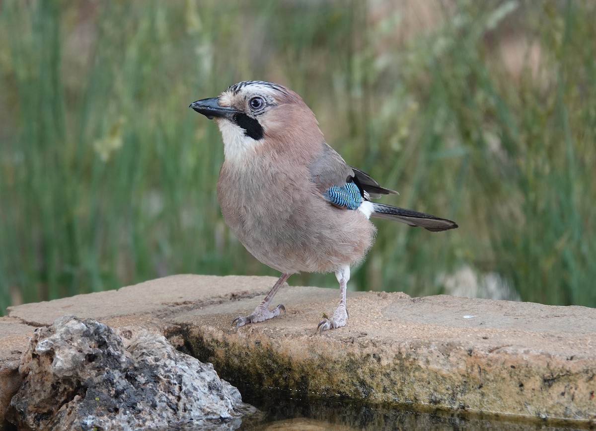 Eurasian Jay - ML620890106