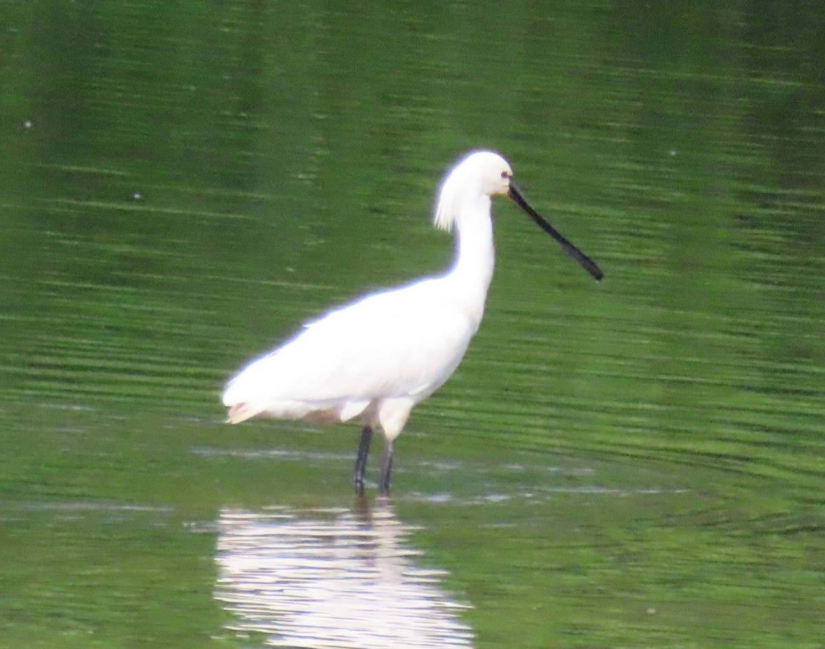 Eurasian Spoonbill - ML620890107