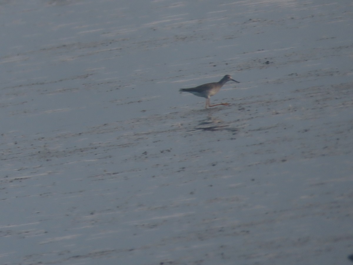 Lesser Yellowlegs - ML620890108