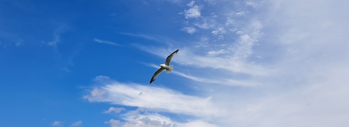 Ring-billed Gull - ML620890109