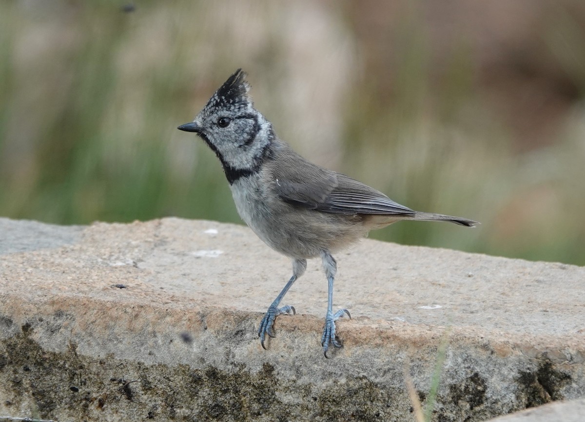 Crested Tit - ML620890113