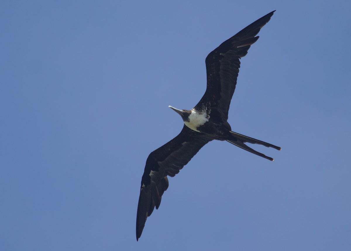 Magnificent Frigatebird - ML620890114