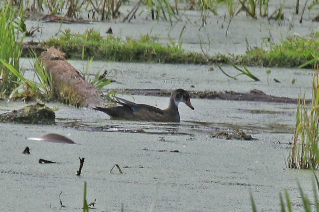 Wood Duck - ML620890116