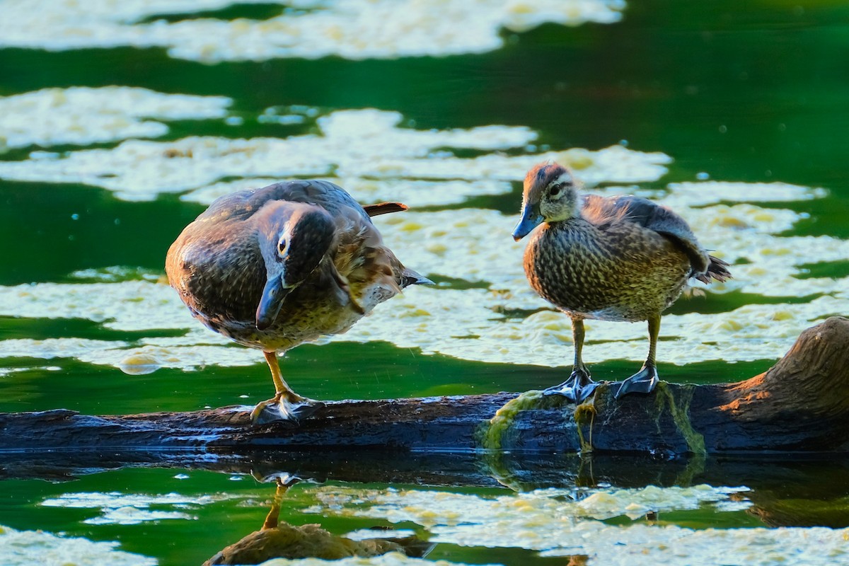 Wood Duck - ML620890117