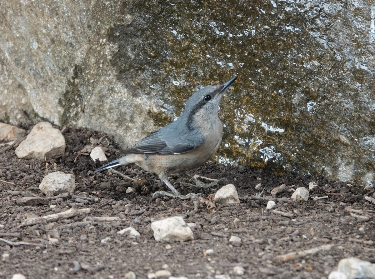 Eurasian Nuthatch - ML620890118