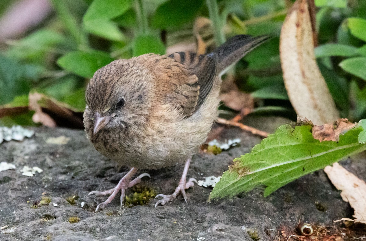 Dark-eyed Junco - ML620890119