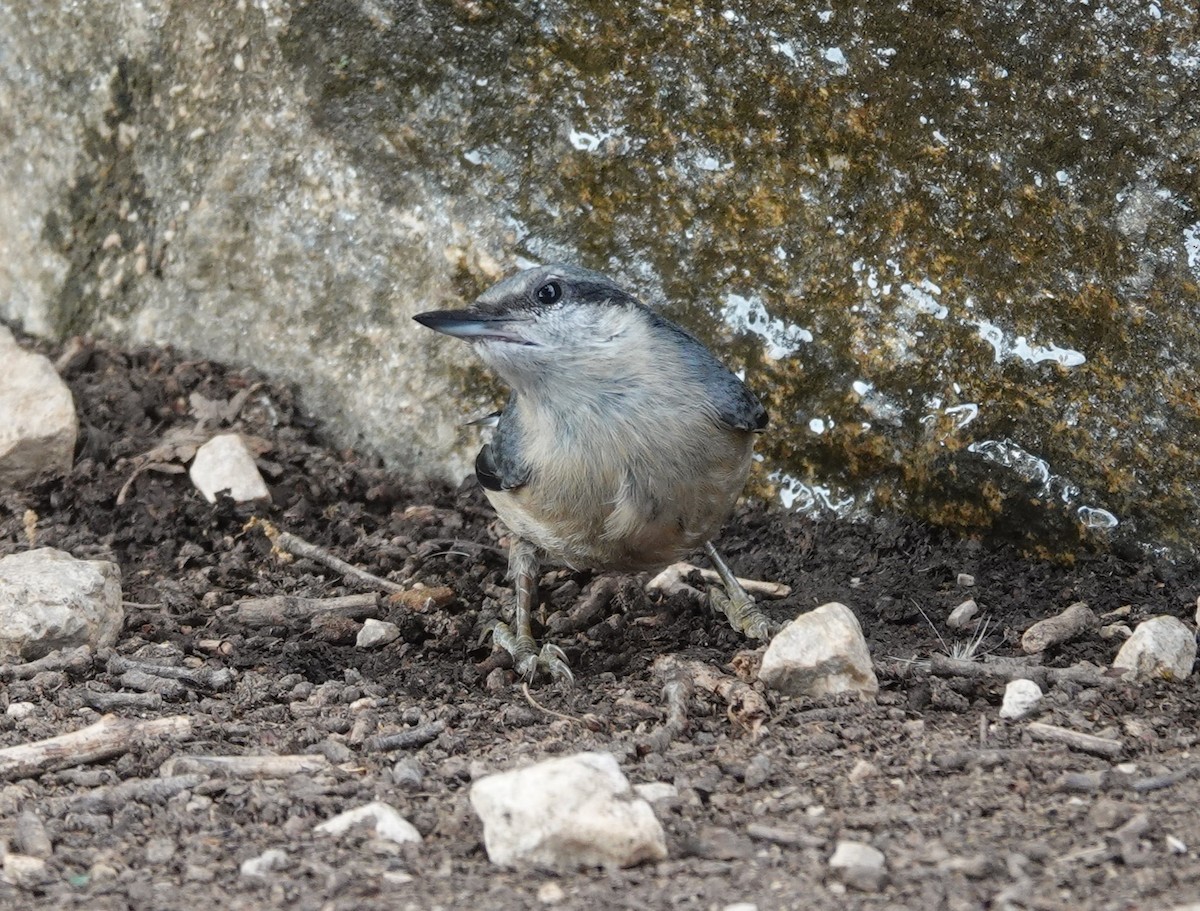 Eurasian Nuthatch - ML620890122