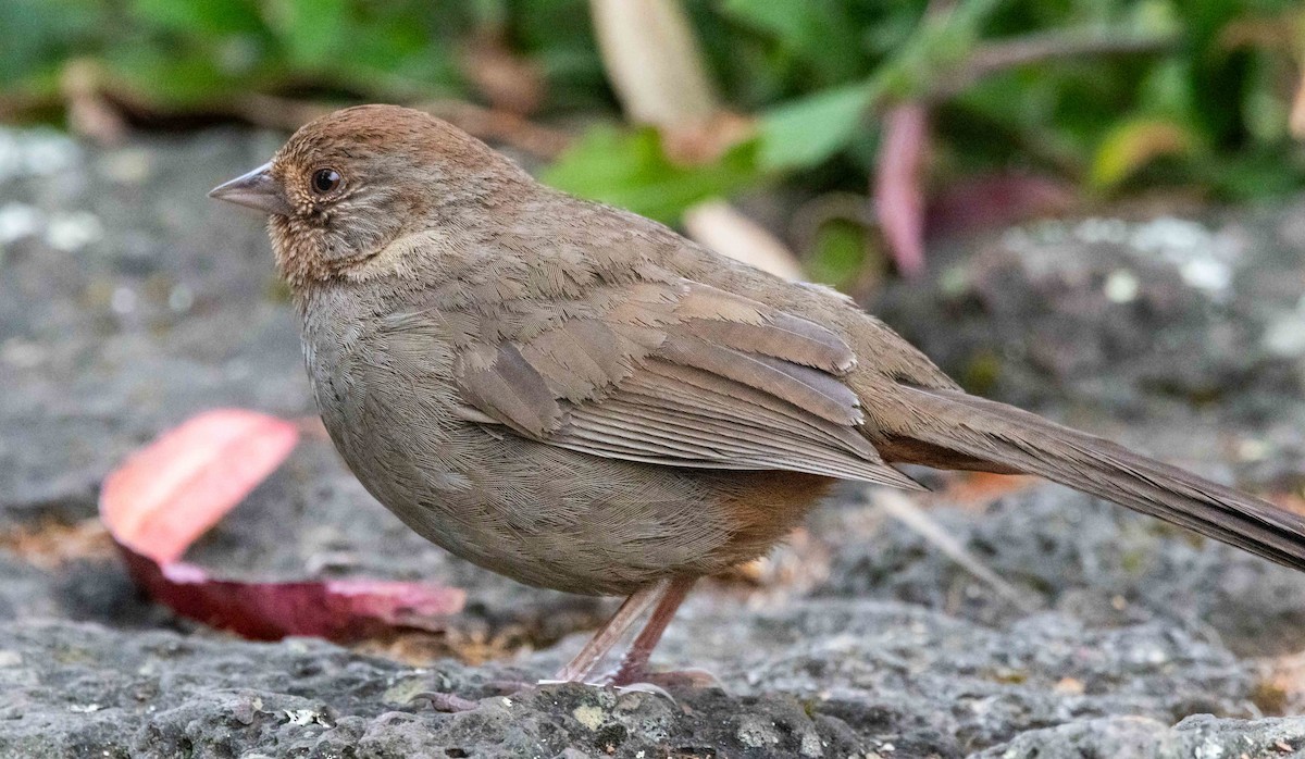 California Towhee - ML620890123