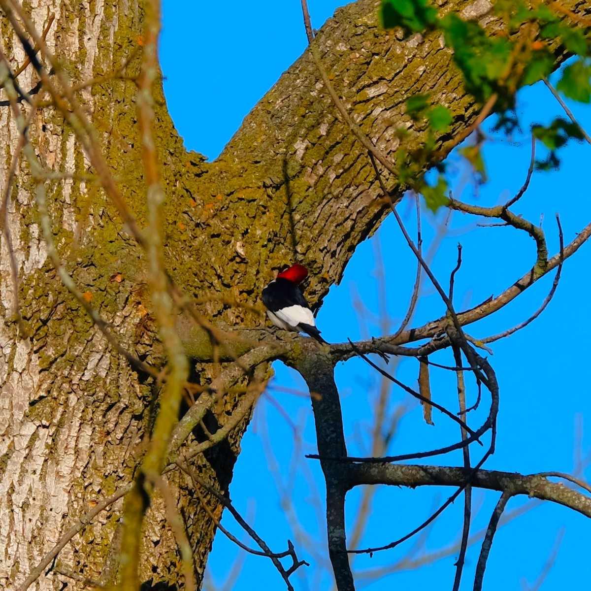 Pic à tête rouge - ML620890124