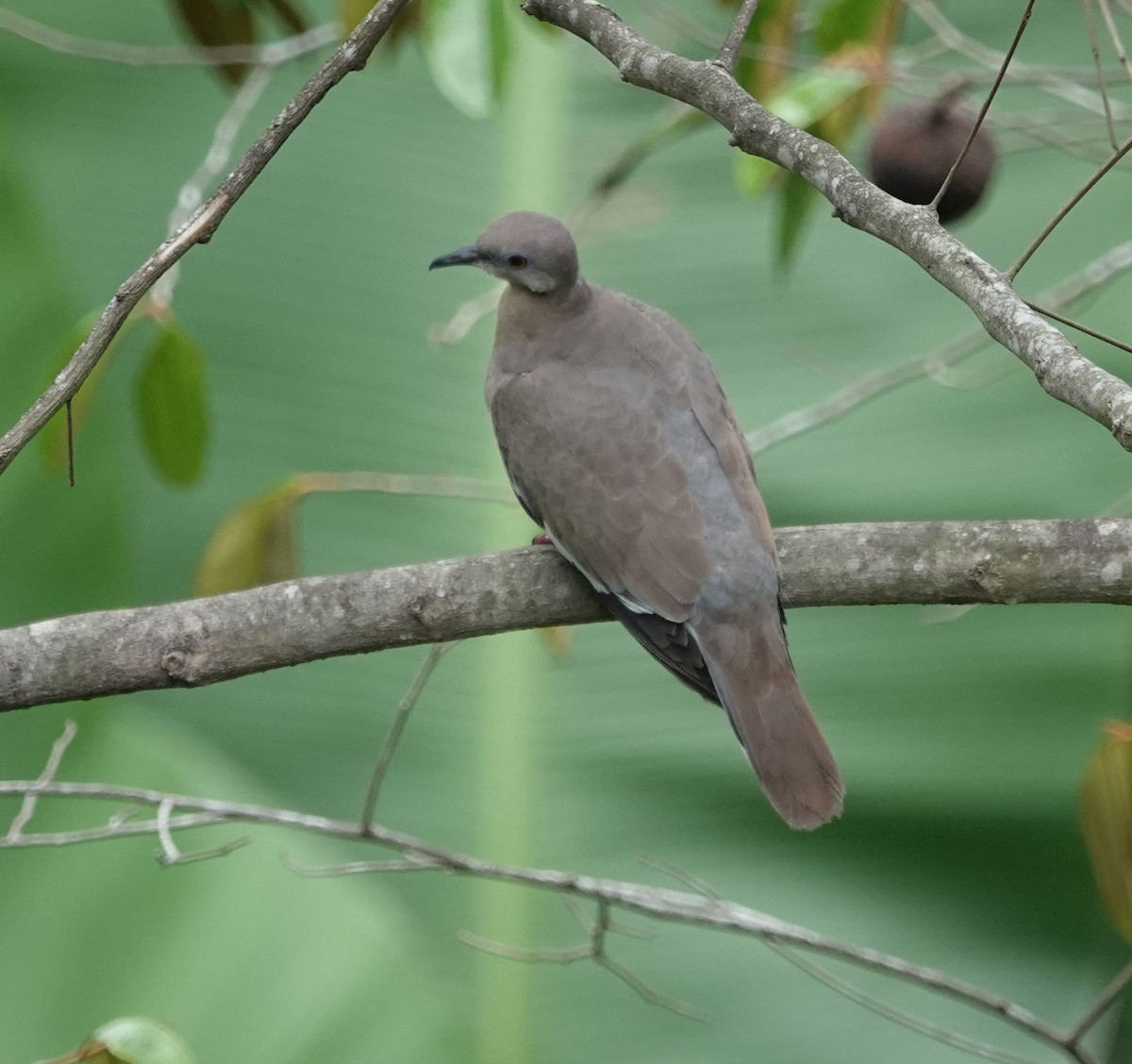 White-winged Dove - ML620890125