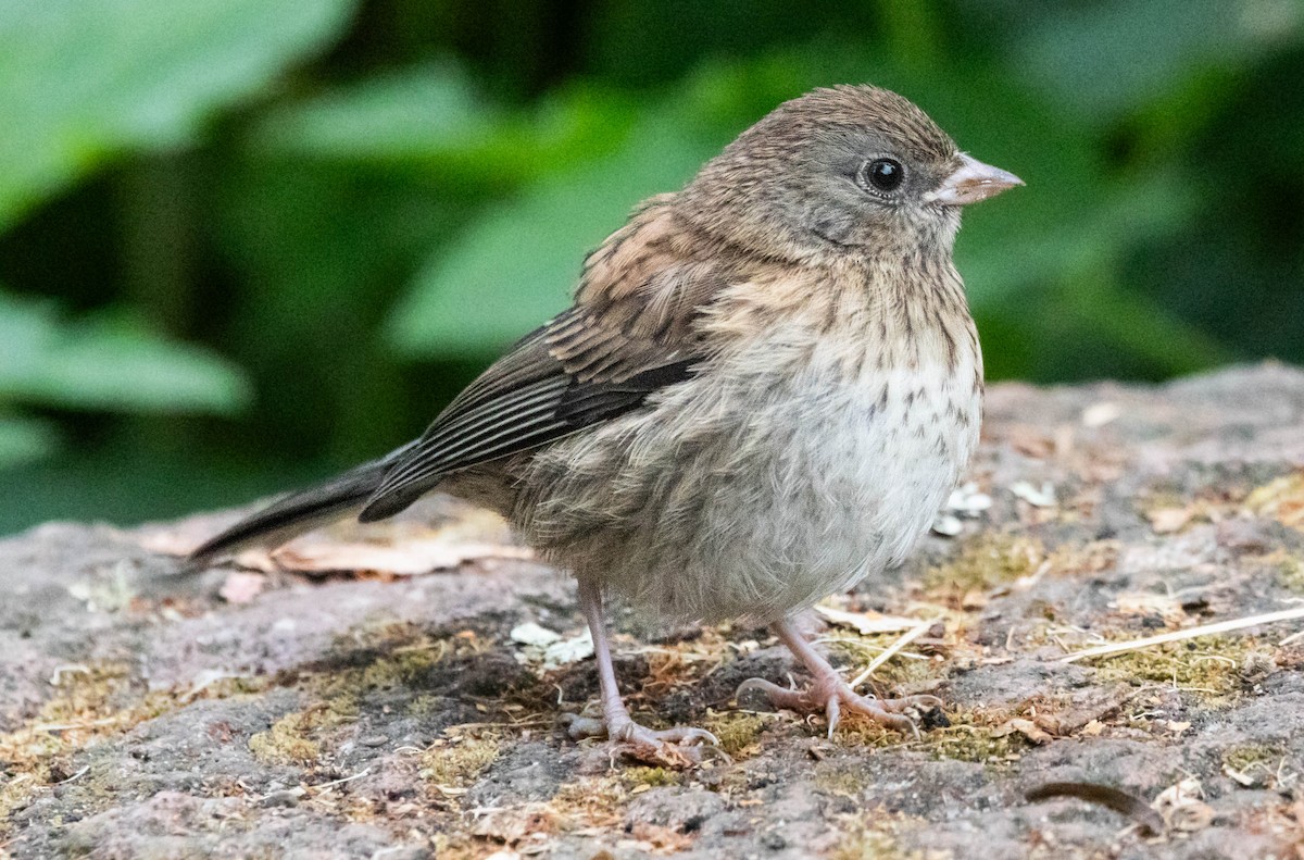 Junco ardoisé - ML620890127