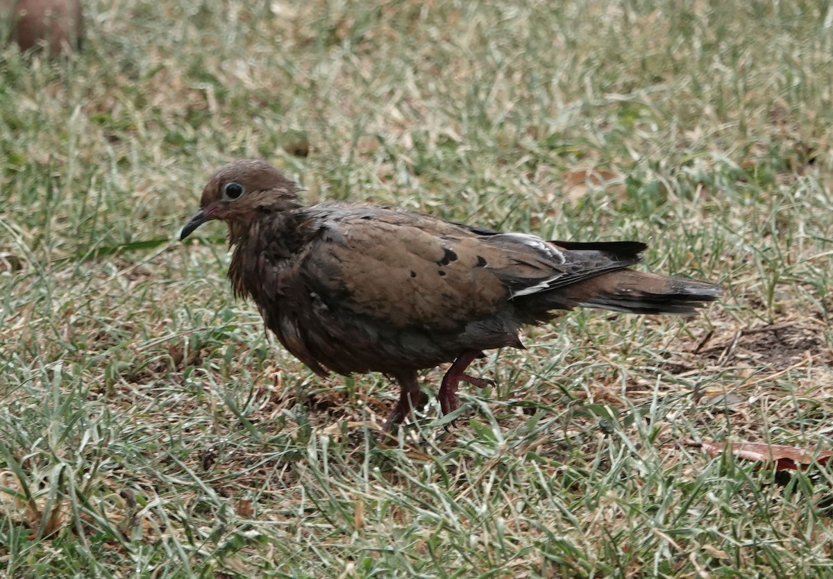 Zenaida Dove - ML620890128