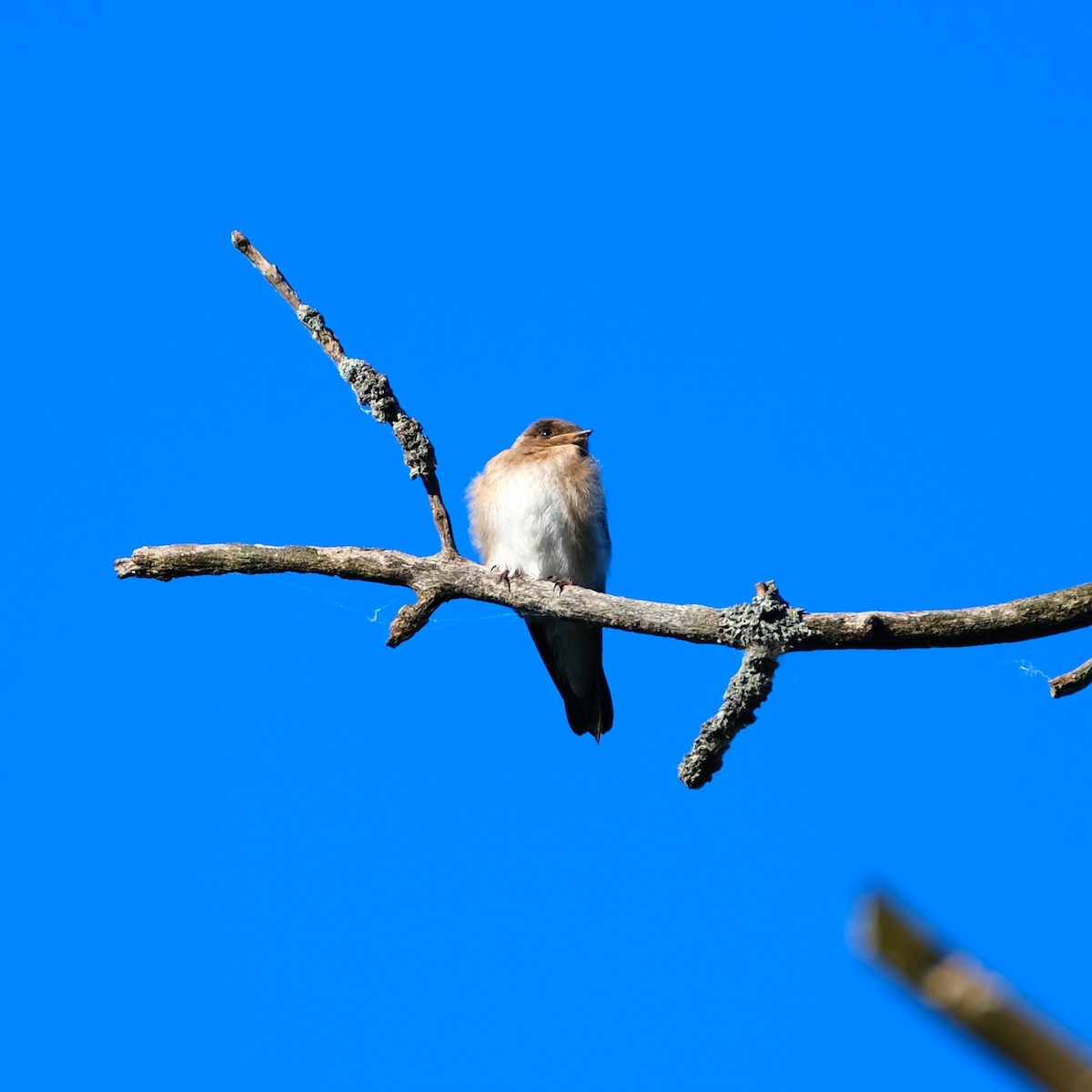 Northern Rough-winged Swallow - ML620890131