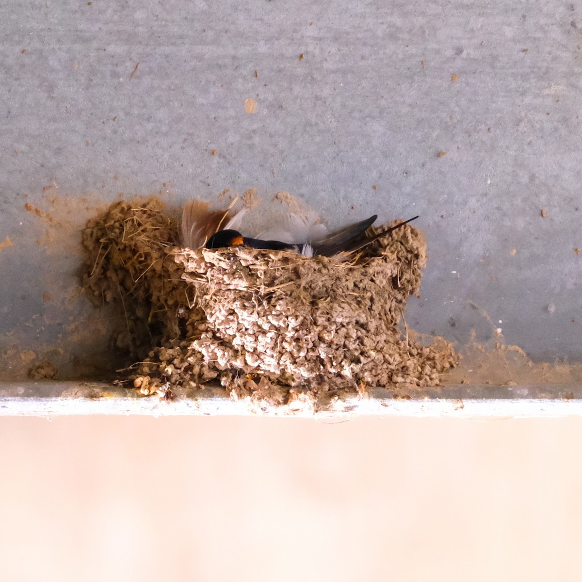 Barn Swallow - ML620890133