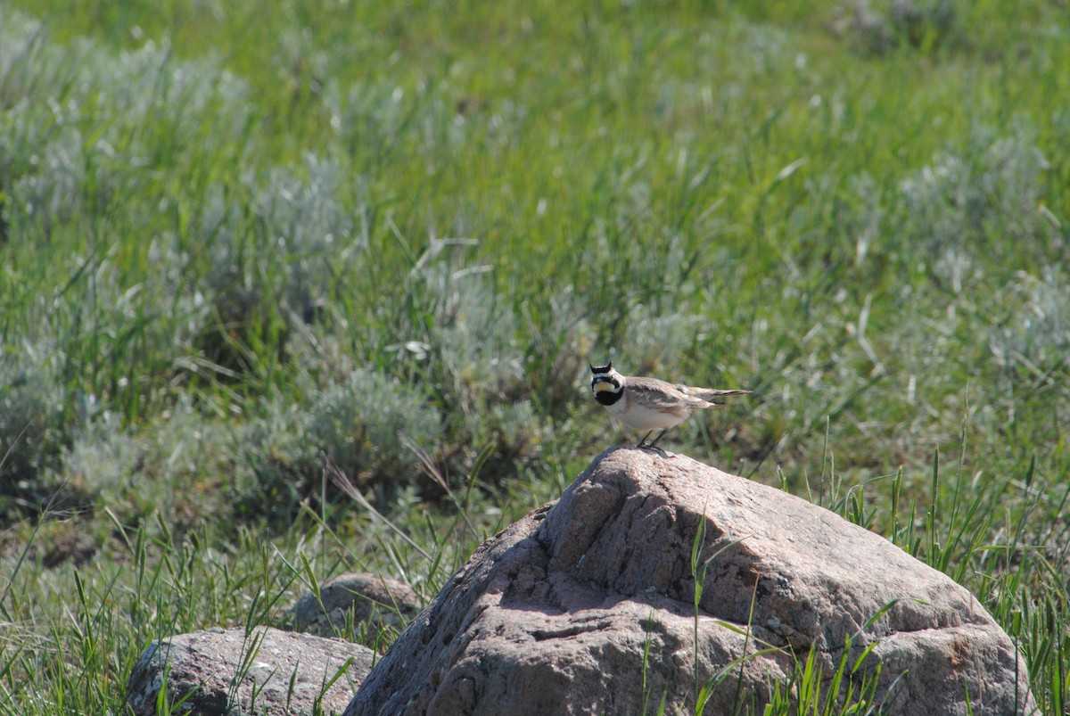 Horned Lark - ML620890149