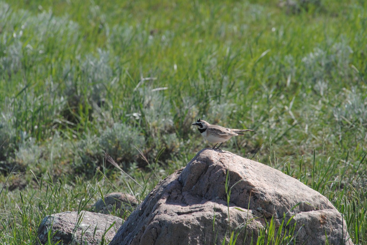 Horned Lark - ML620890150