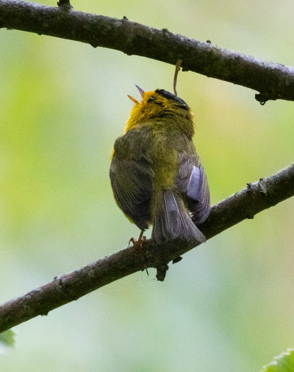 Wilson's Warbler - ML620890154