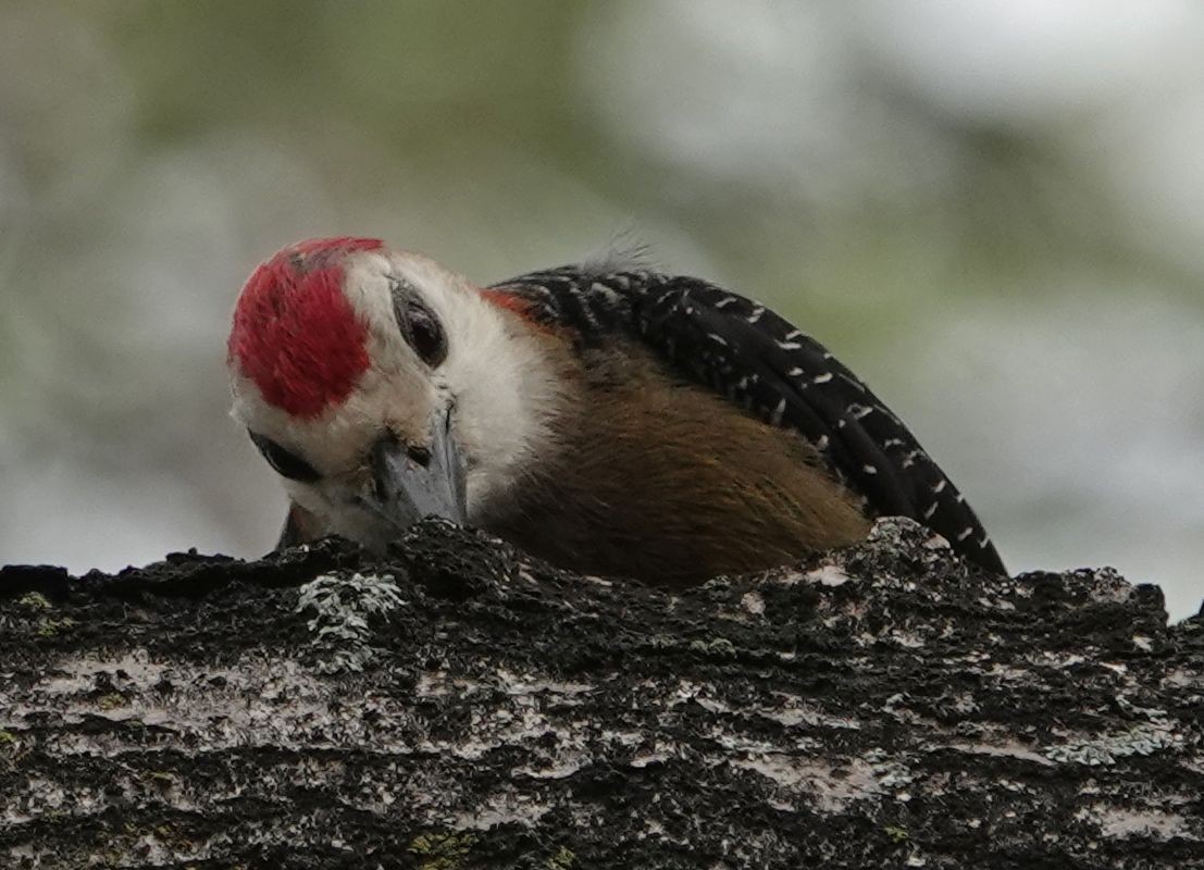Jamaican Woodpecker - ML620890155