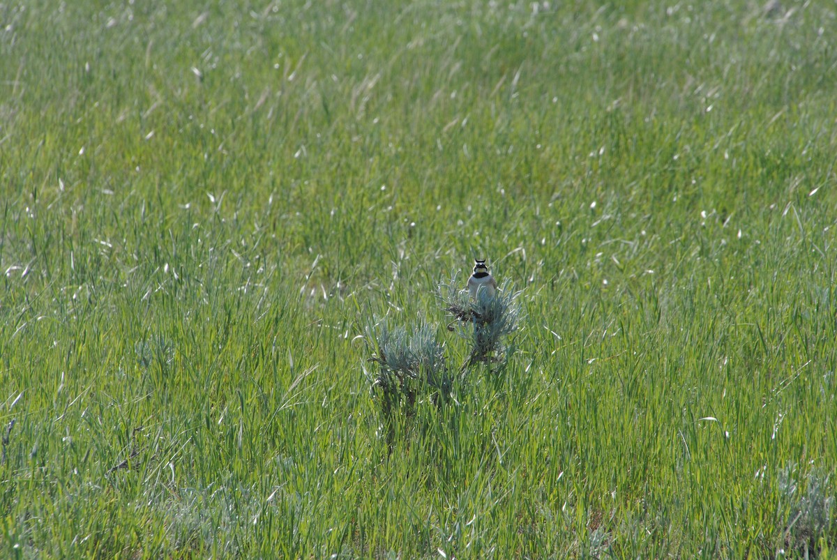 Horned Lark - ML620890158