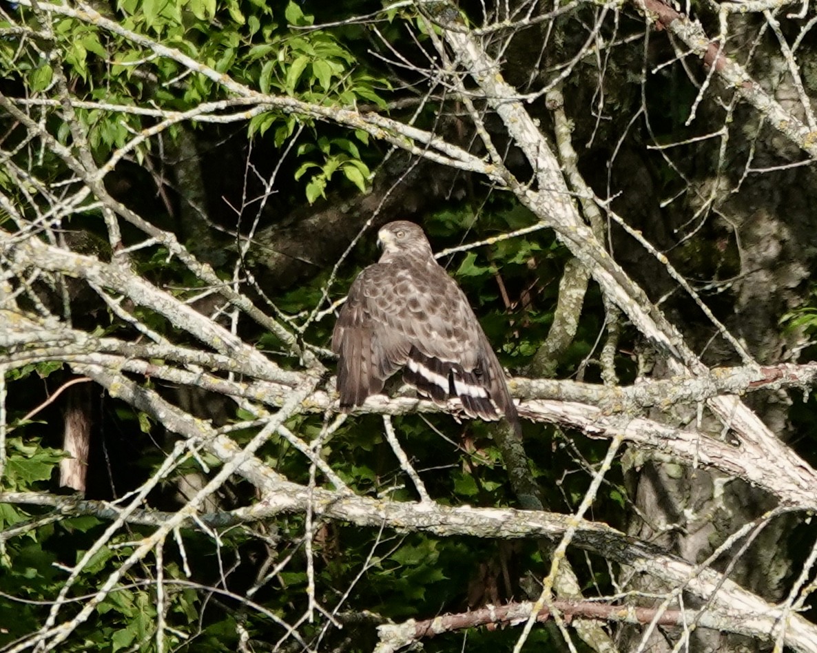 Broad-winged Hawk - ML620890161