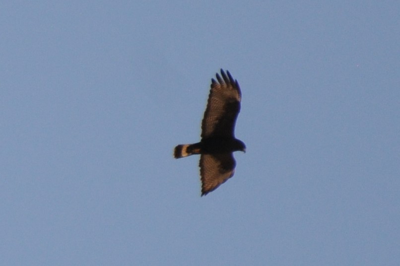Zone-tailed Hawk - ML620890167