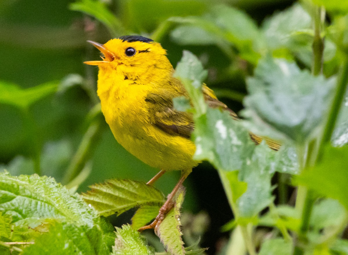 Wilson's Warbler - ML620890173