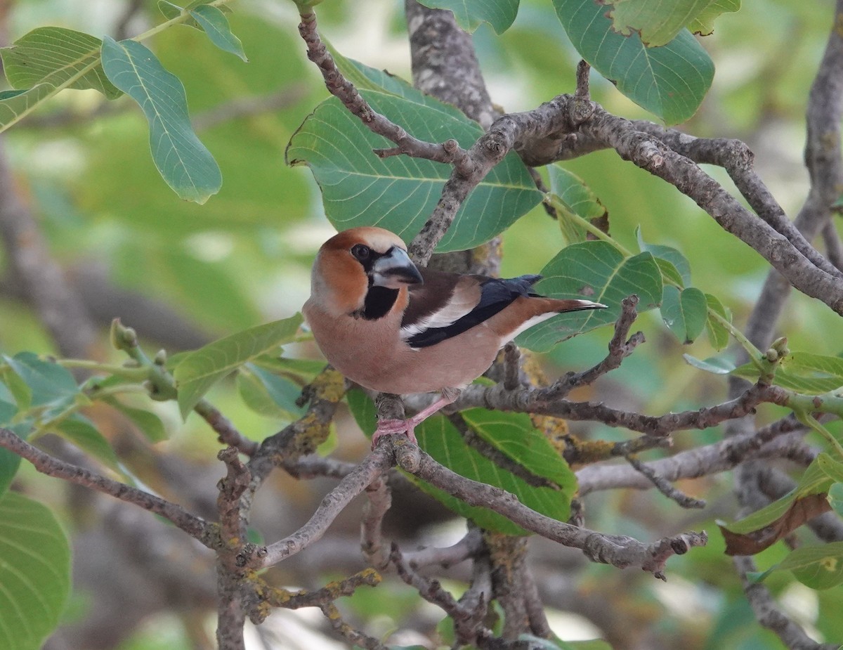 Hawfinch - ML620890175