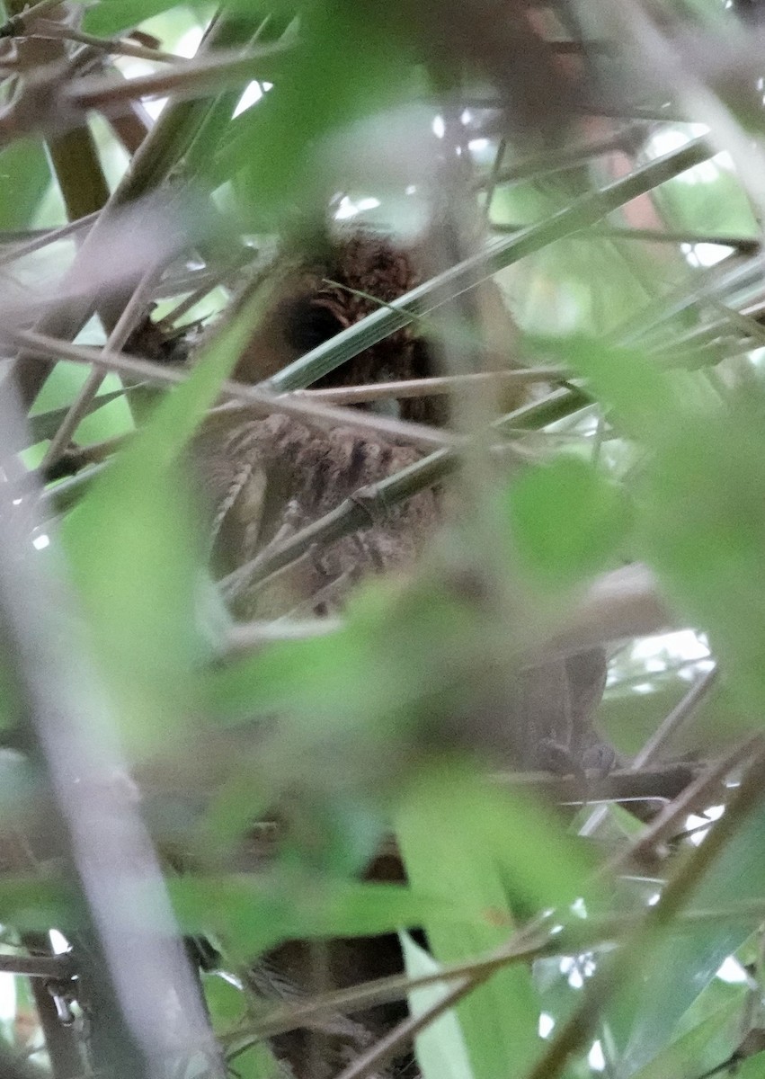 Hibou de Jamaïque - ML620890176