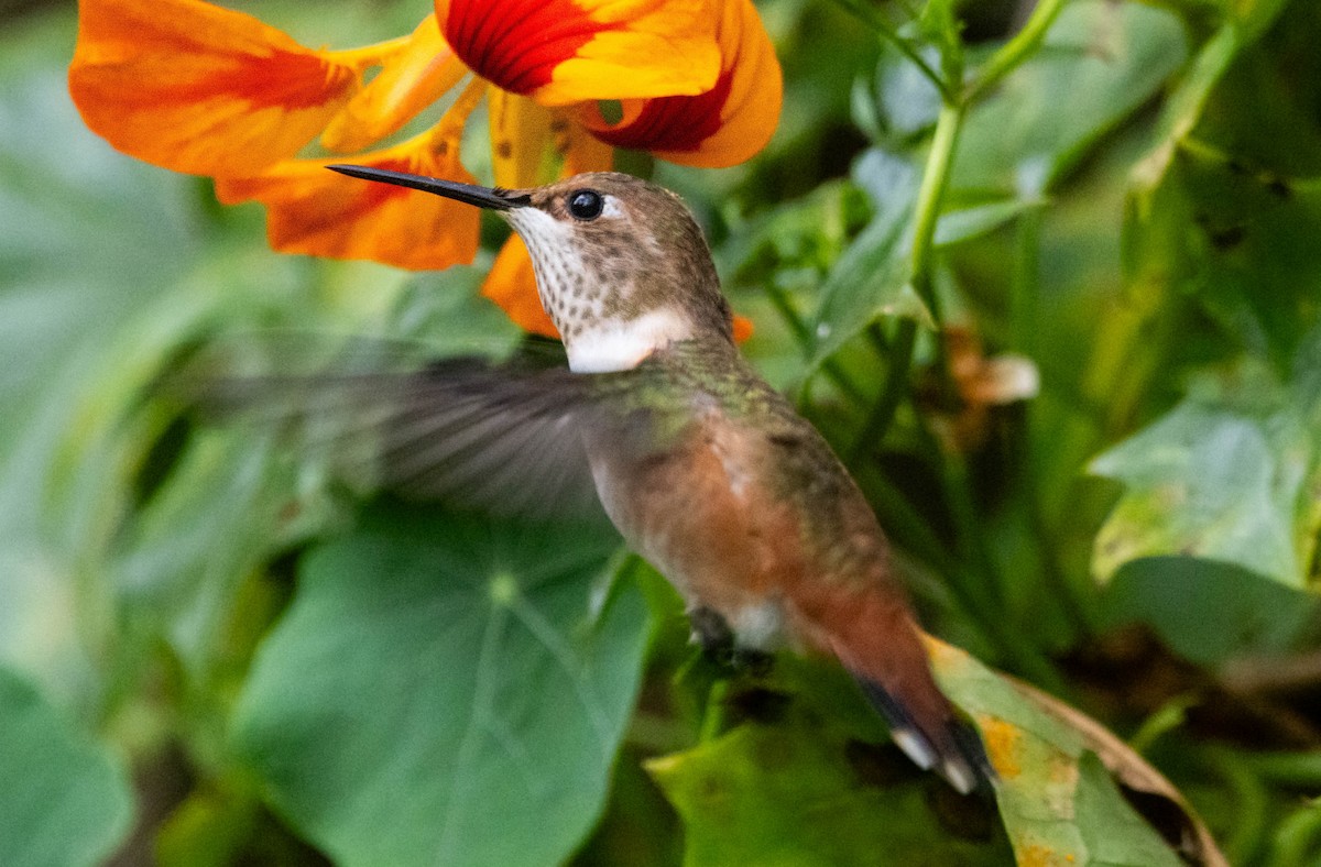 Allen's Hummingbird - ML620890178