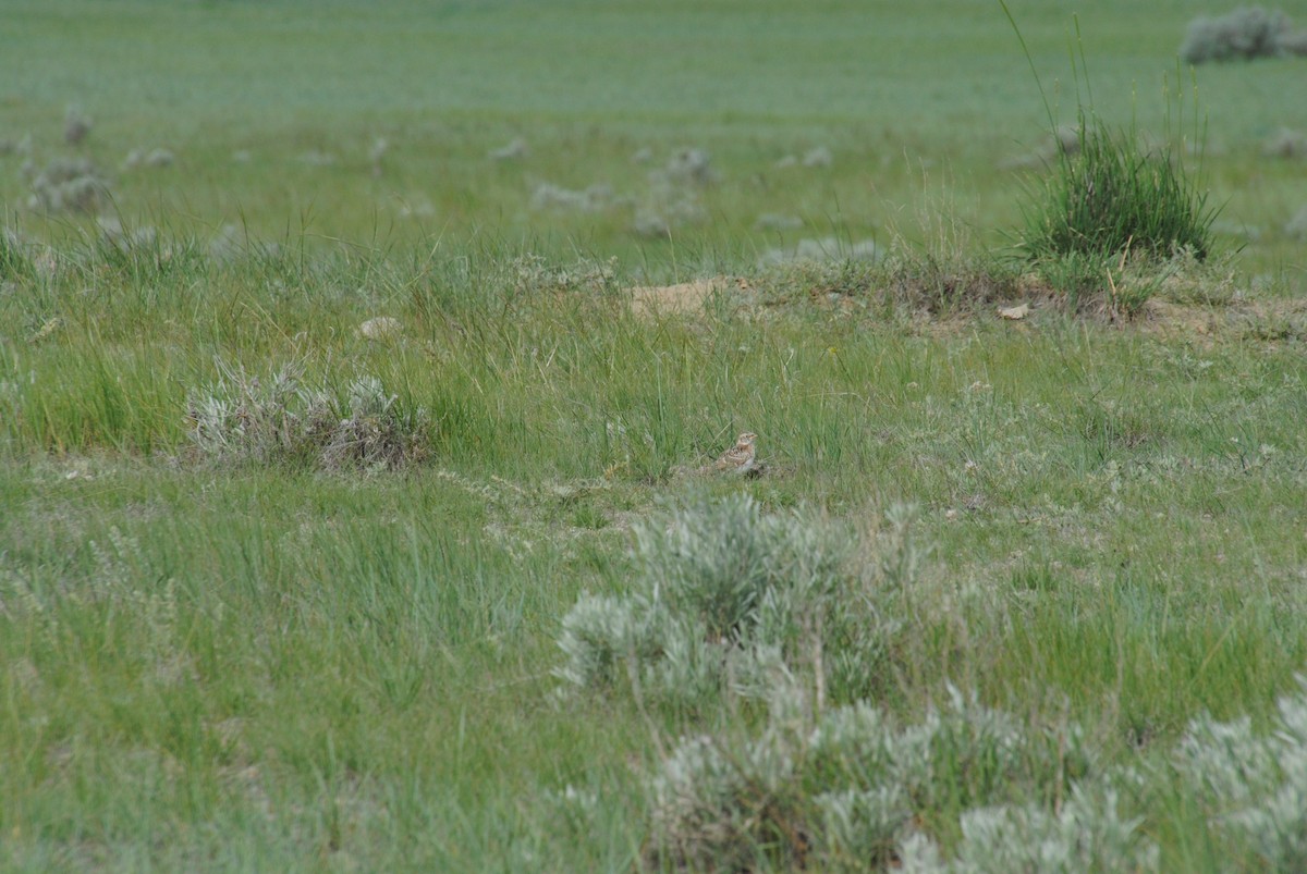 Chestnut-collared Longspur - ML620890179