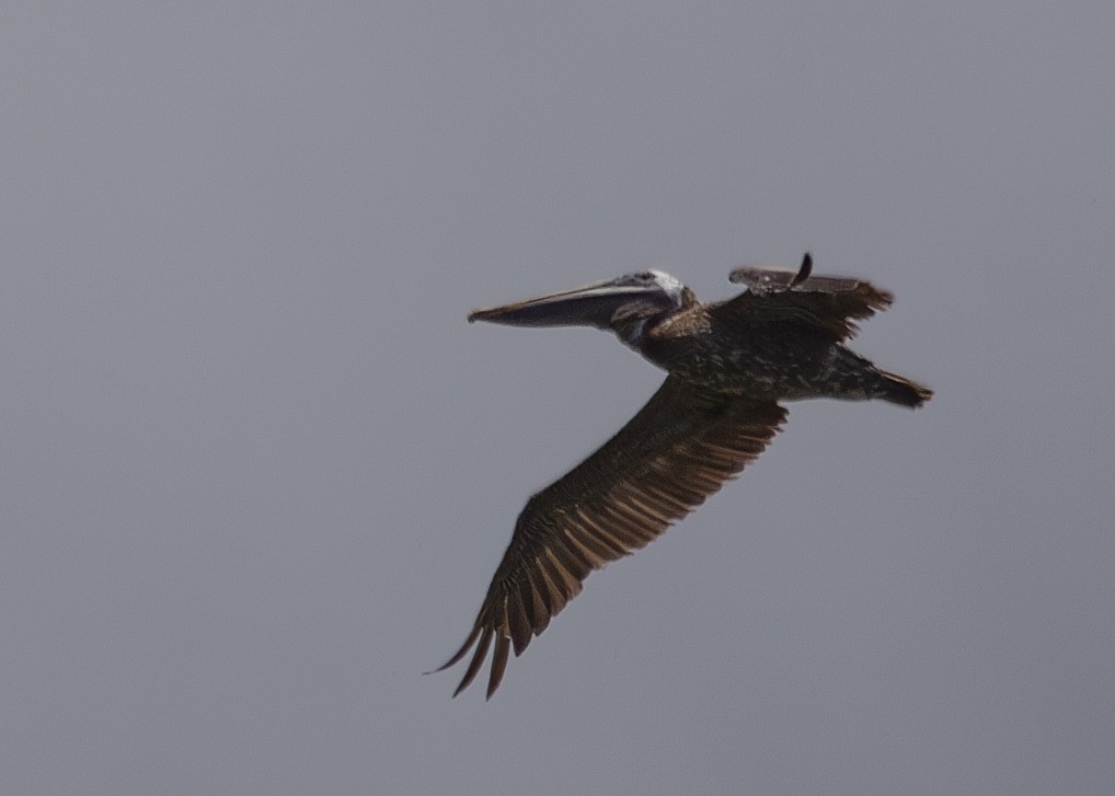 Brown Pelican - ML620890180