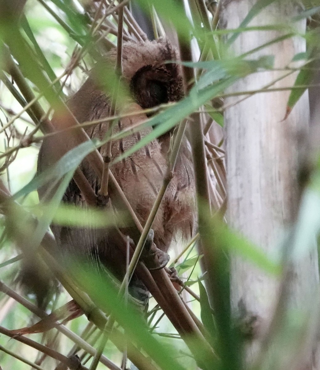 Jamaican Owl - Jeff Hollobaugh