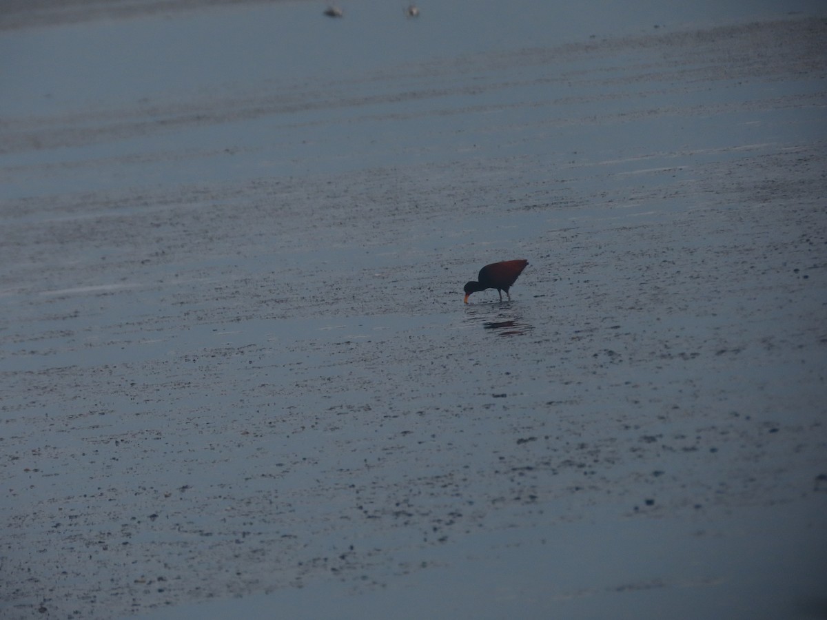 Wattled Jacana - ML620890182