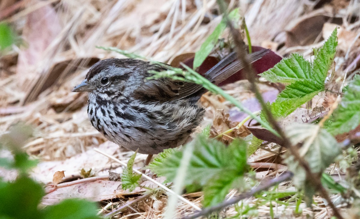 Song Sparrow - ML620890183