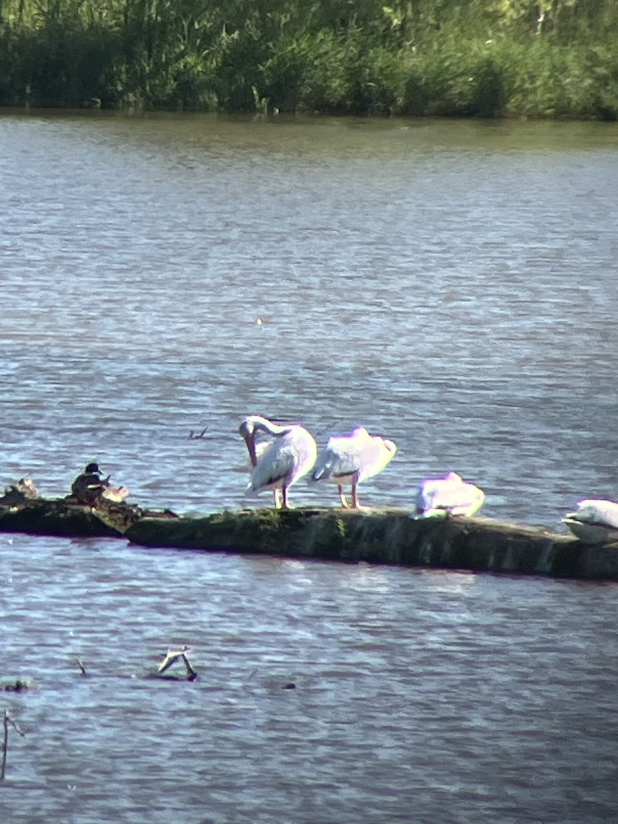 American White Pelican - ML620890184