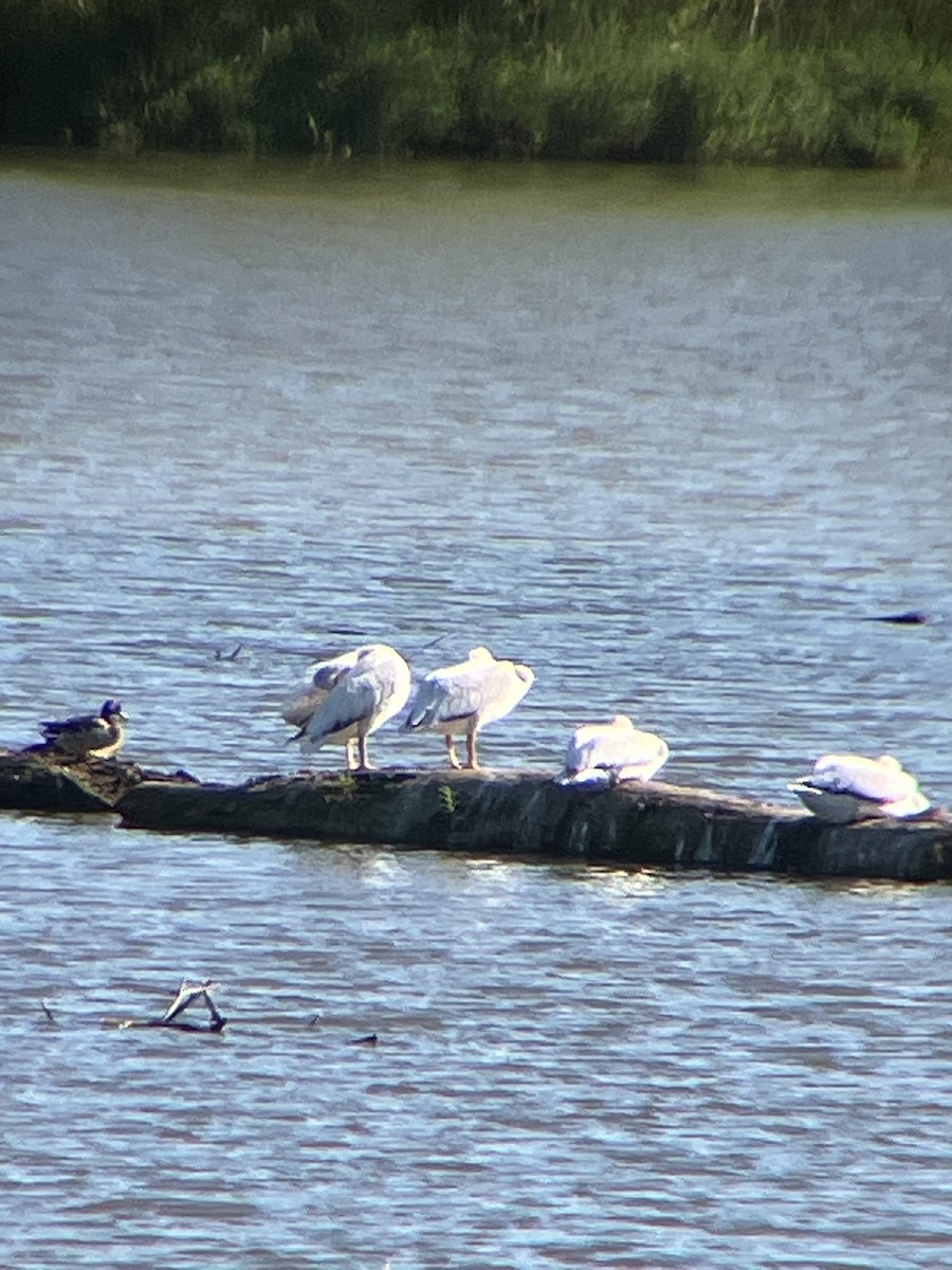 American White Pelican - ML620890185