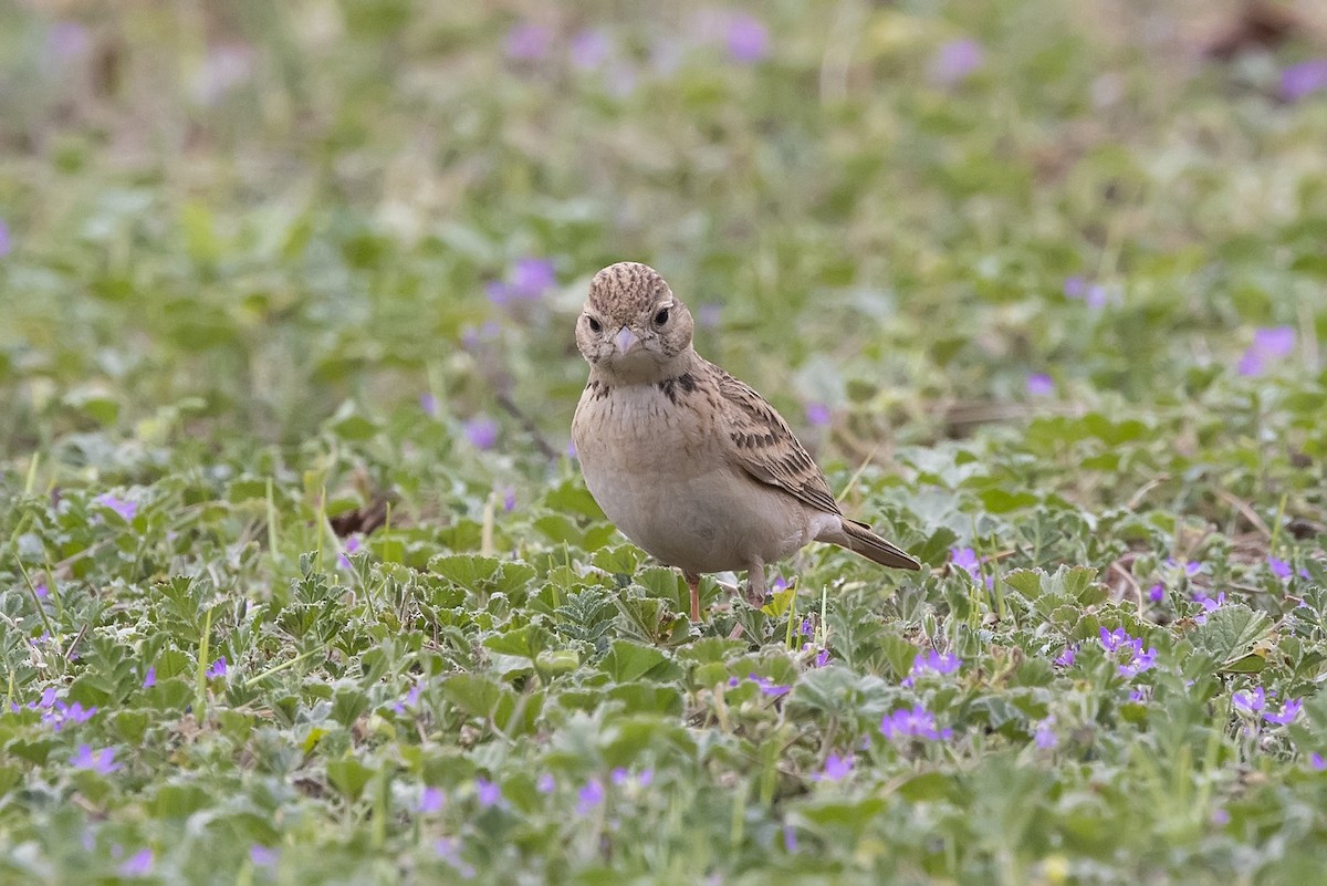 skřivánek krátkoprstý - ML620890191