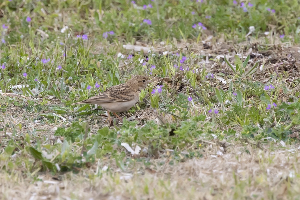 skřivánek krátkoprstý - ML620890192